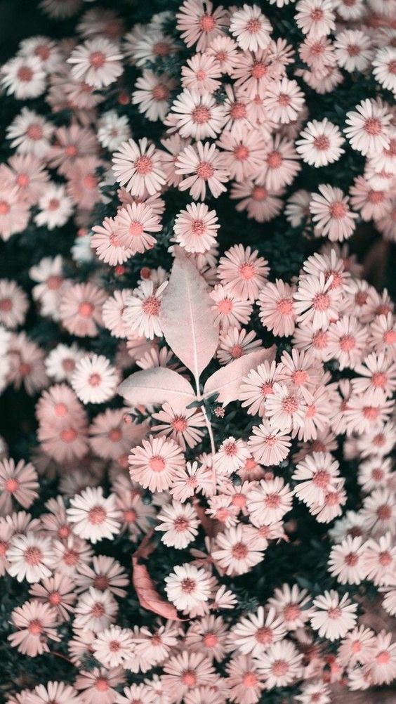 Beautiful Flower Wallpaper For iPhone Pink