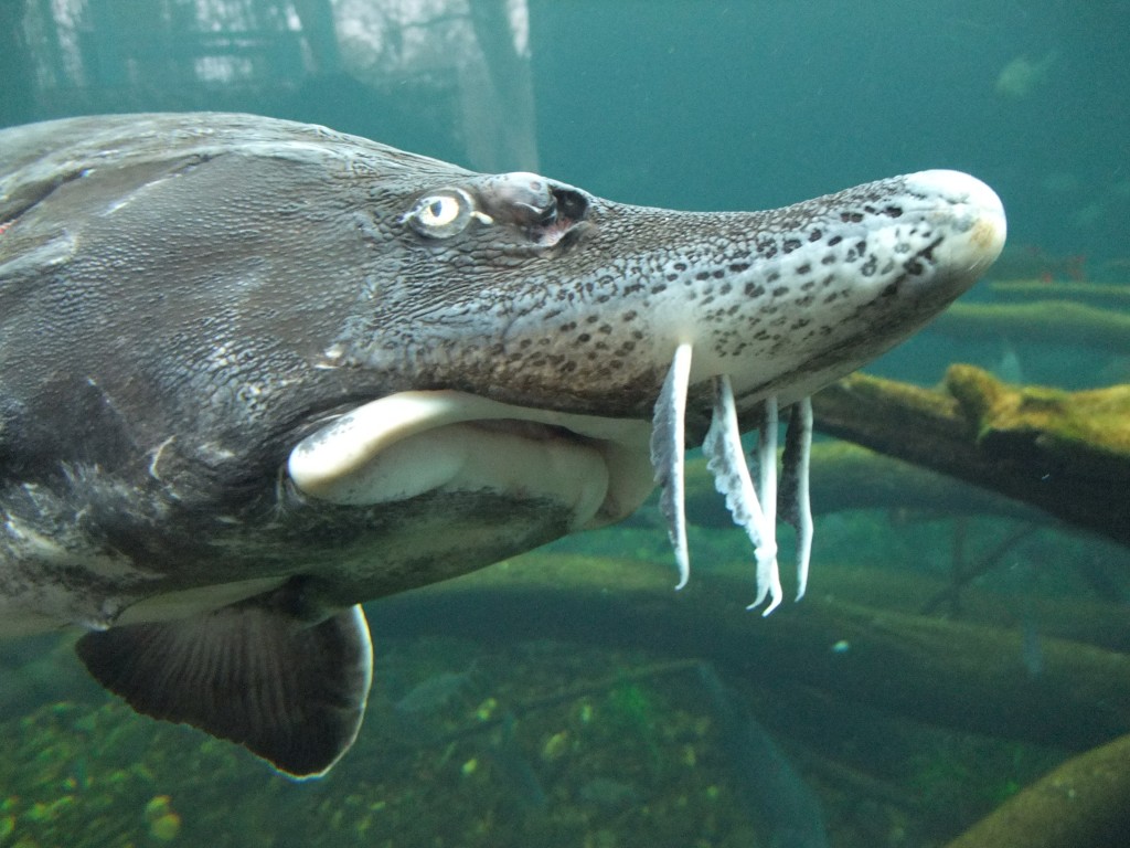 World Sturgeon Catches Have Dropped By In The Past Three