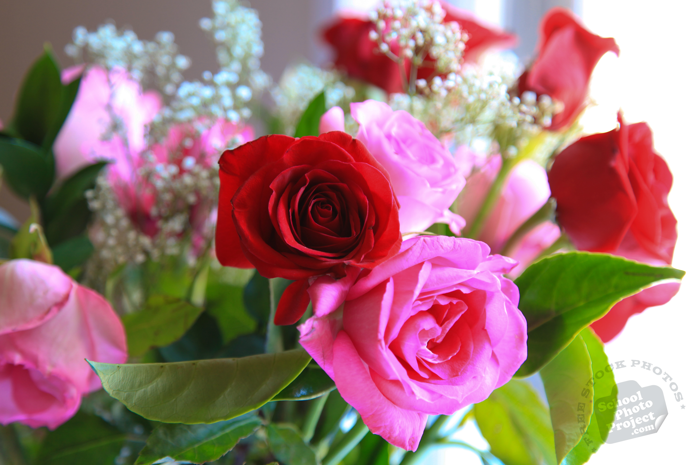 Fresh Roses FREE Stock Photo Image Picture Valentines Day Red