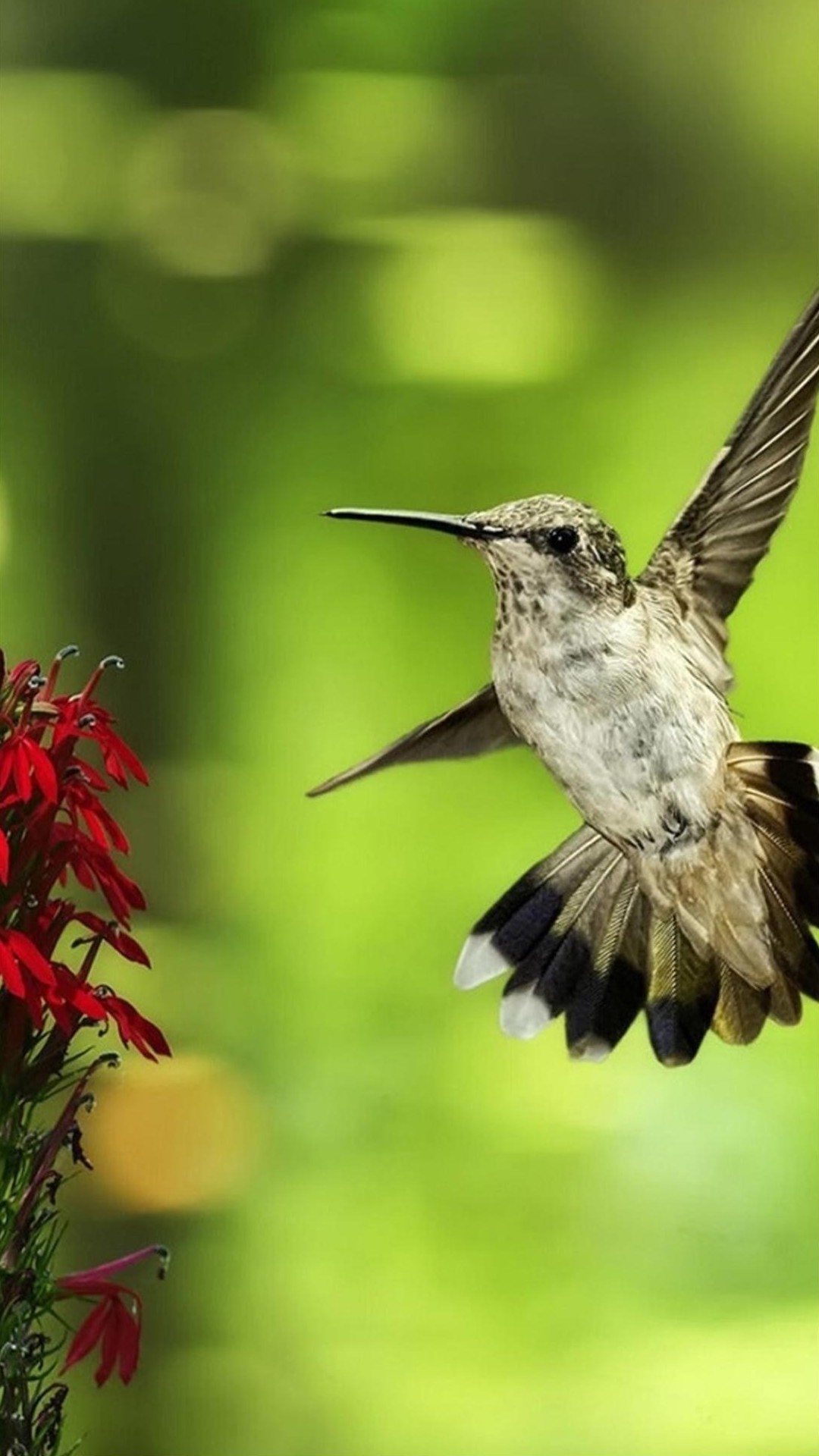 Htc One Max Animal Hummingbird Android Wallpaper