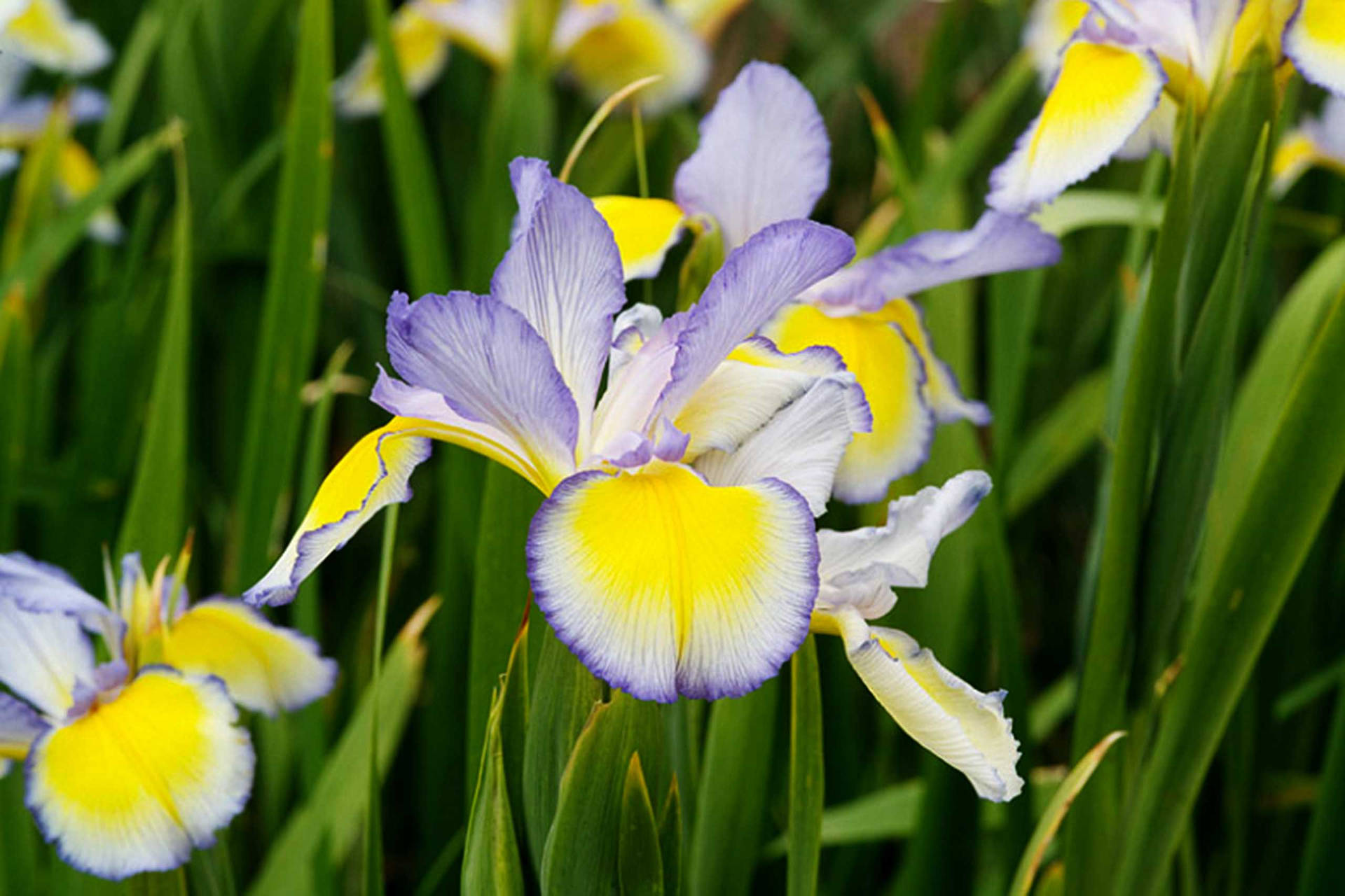 Iris Flower Spuria Kvb9h6txyuirme8o Wallpaper