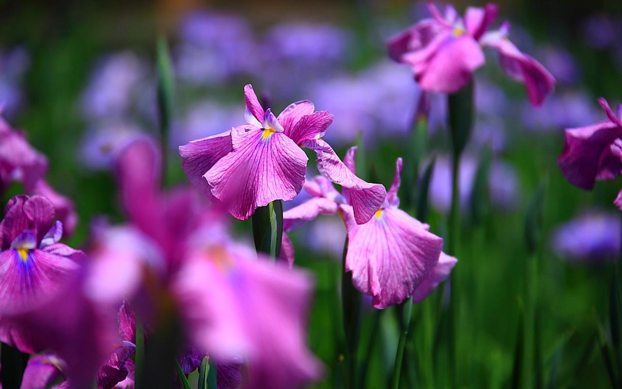 Iris Flower Wallpaper