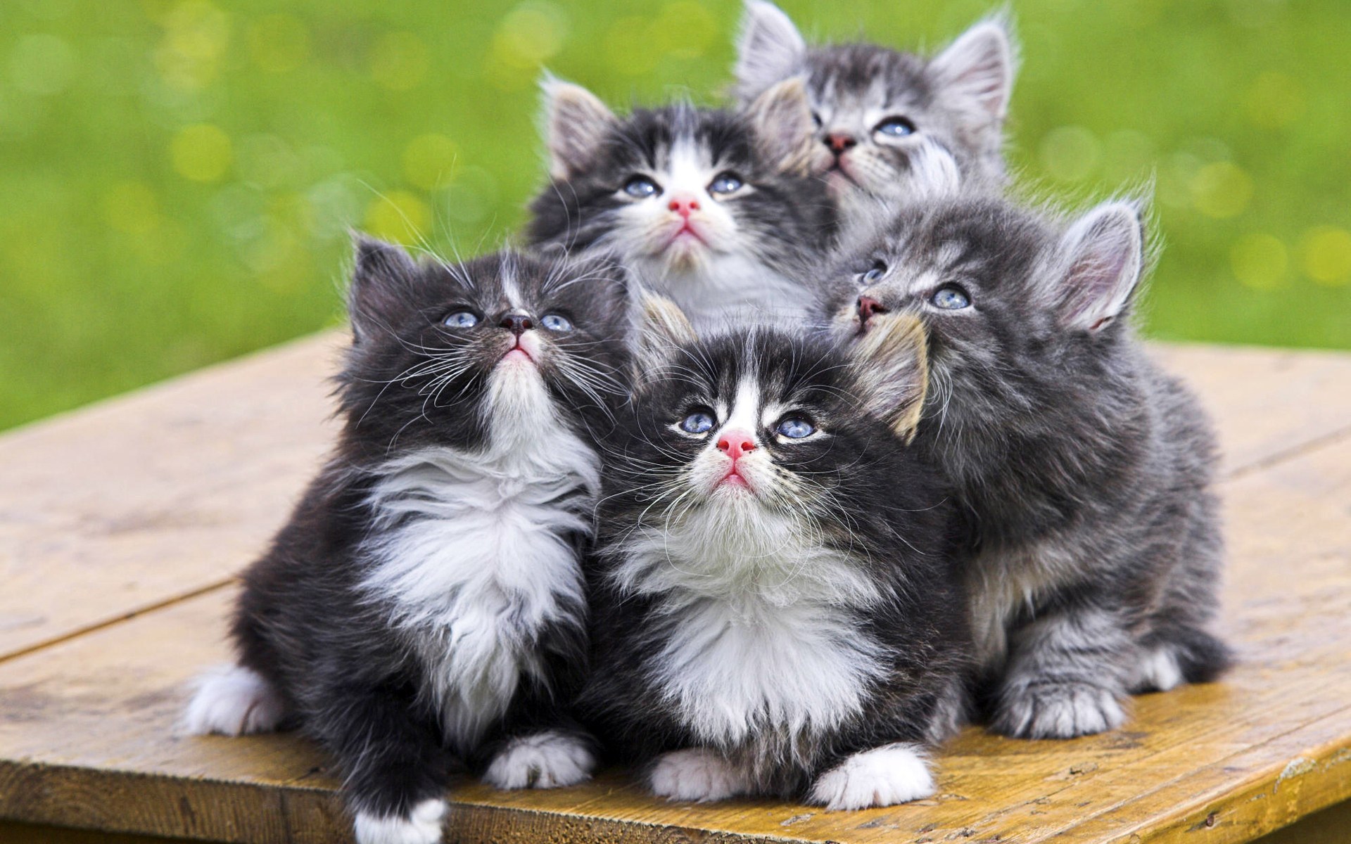 Funny Five Cats Screensaver Cute Wallpaper