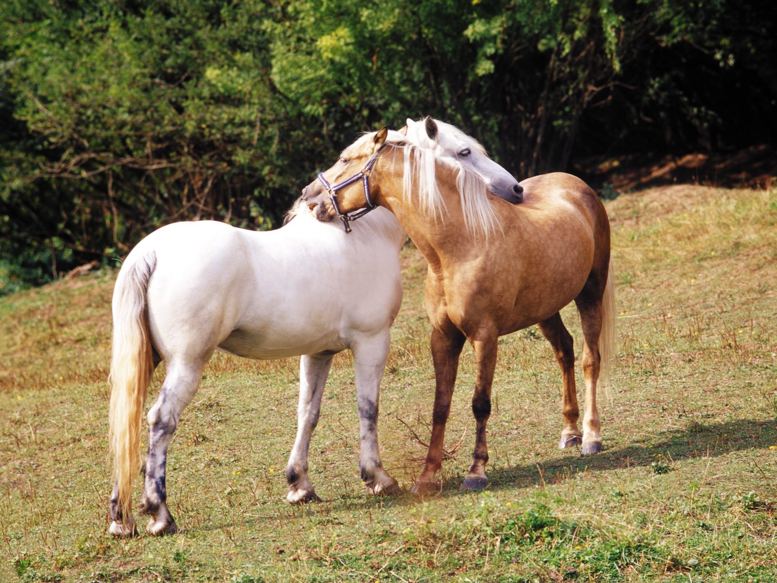 Brown Horse Kiss White Desktop Wallpaper