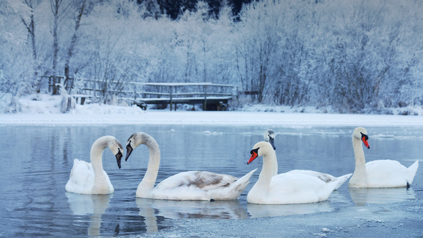 Bing Images   Winter Swan