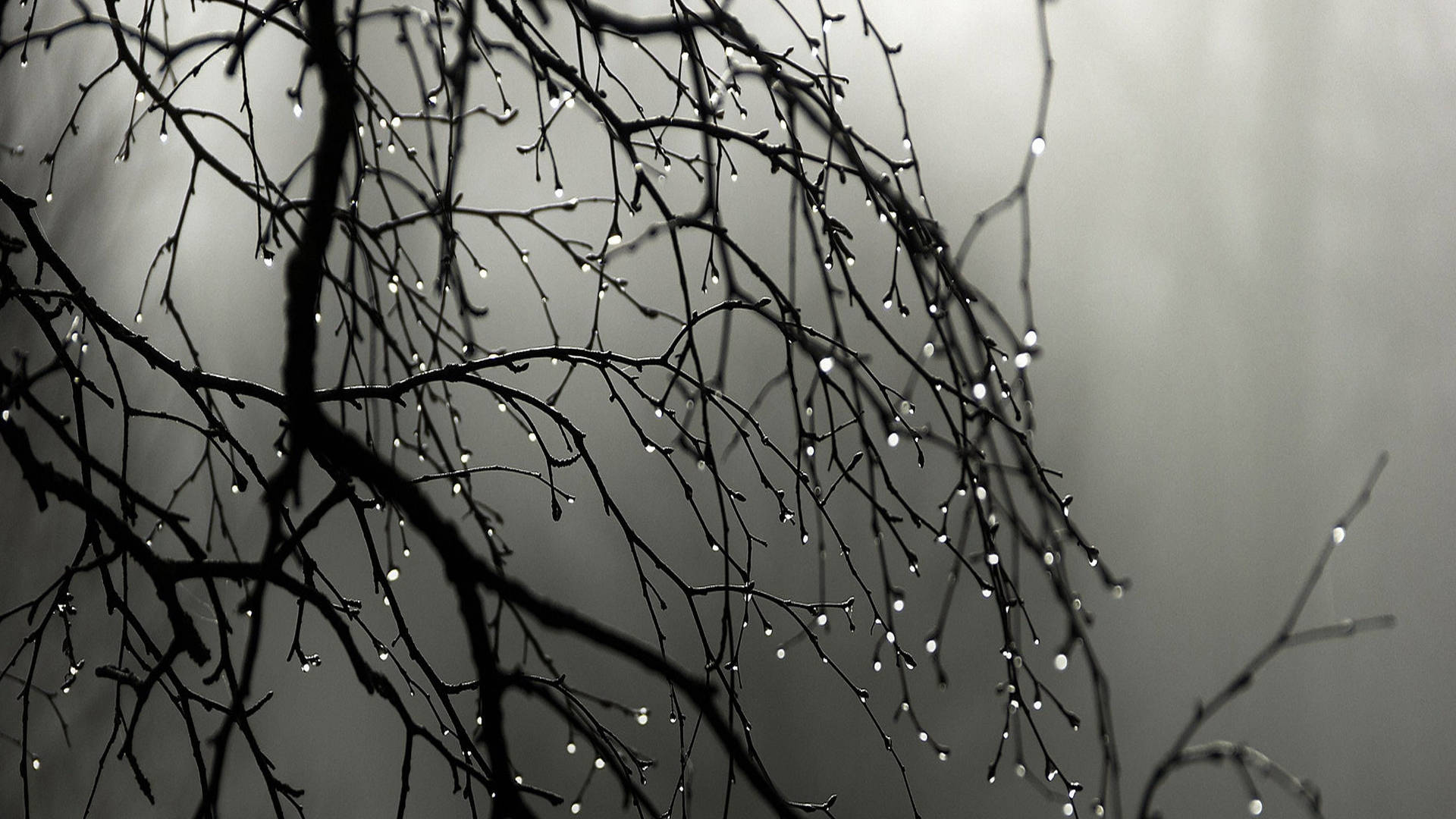 Top Beautiful Rain Wallpaper Full HD 4k To Use