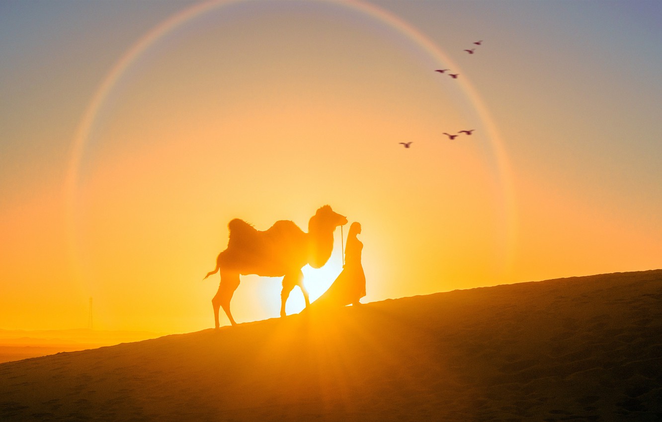 Wallpaper Girl The Sun Sunset Desert Evening Camel