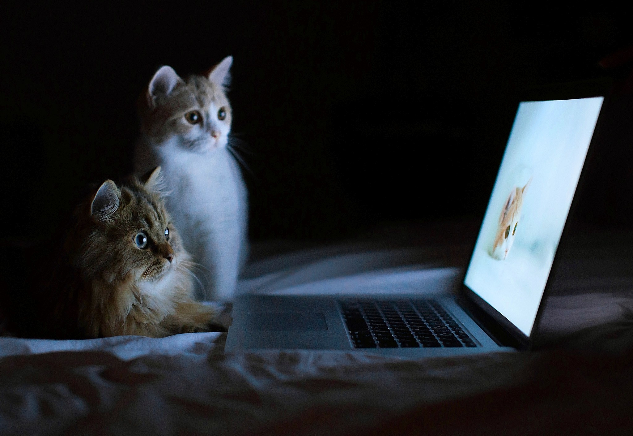 Cat Laptop Wallpaper HD
