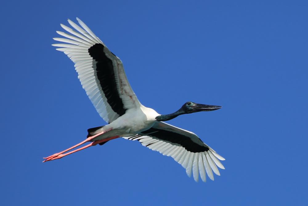 Black Necked Stork Pictures
