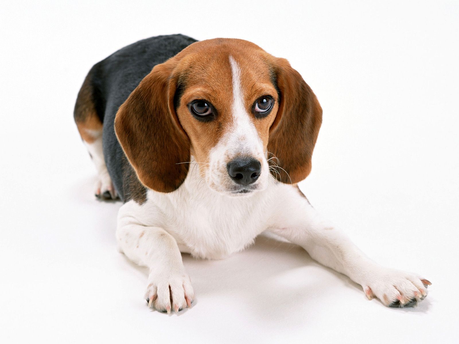 Beagle Dog Lying On A White Background Wallpaper And Image