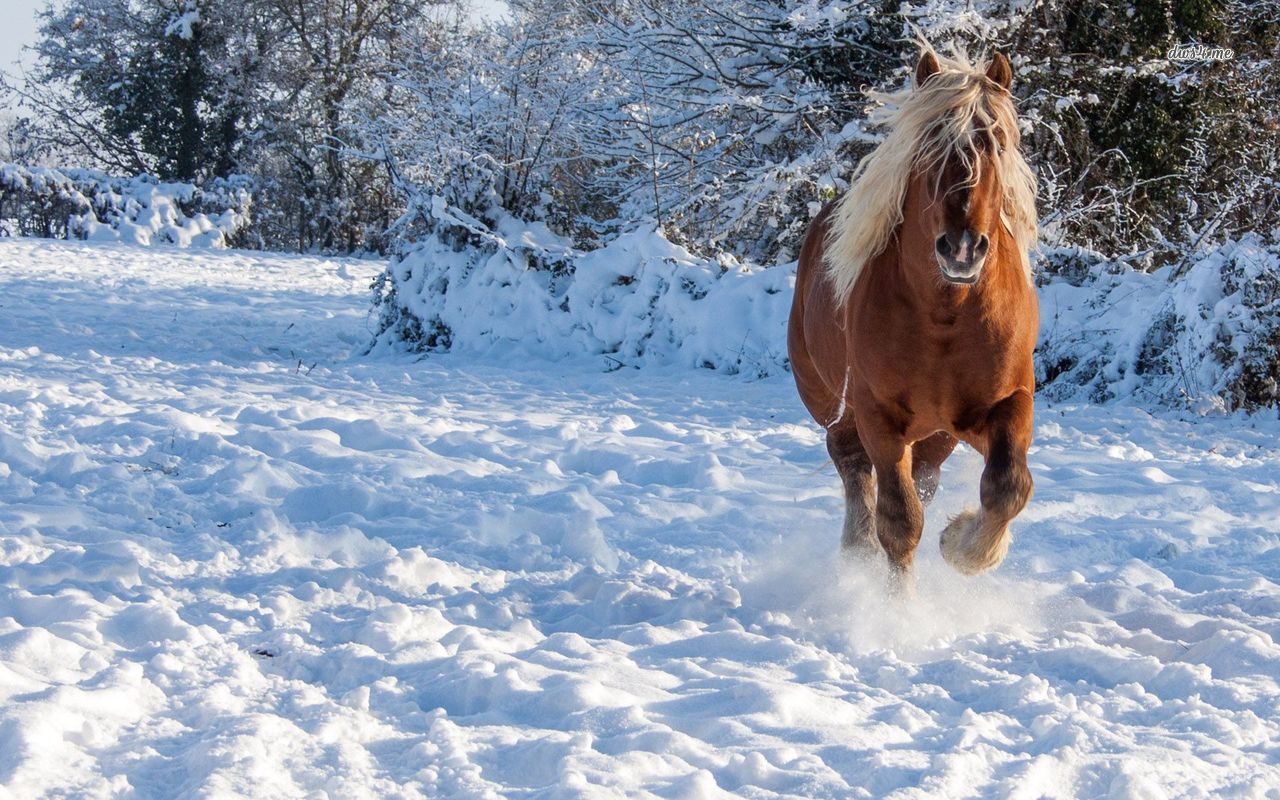 Horse Running In The Snow Wallpaper Animal