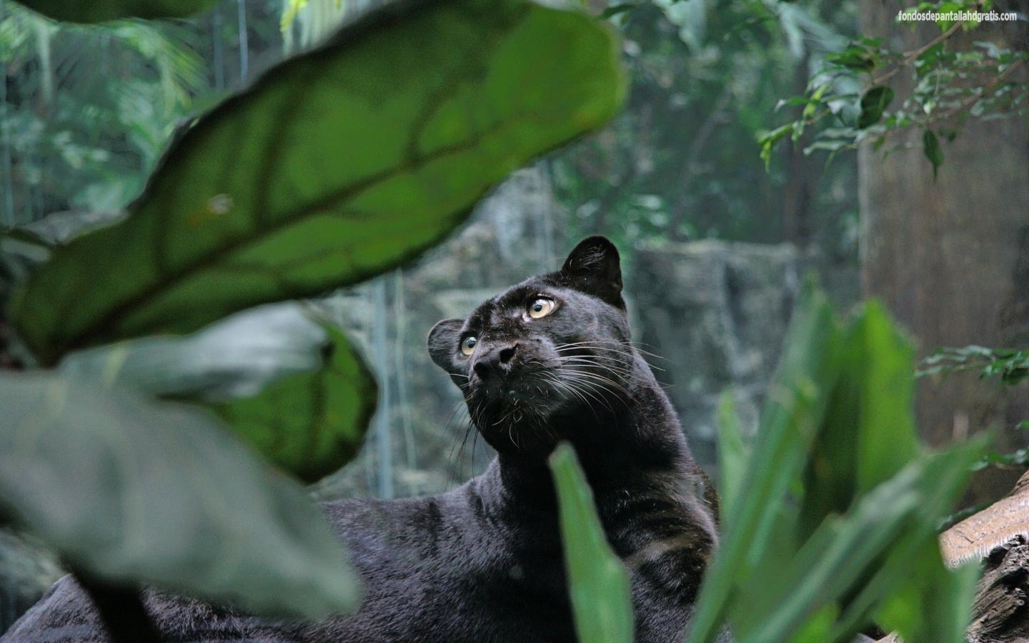 Imagen Black Panther Animal HD Widescreen Gratis