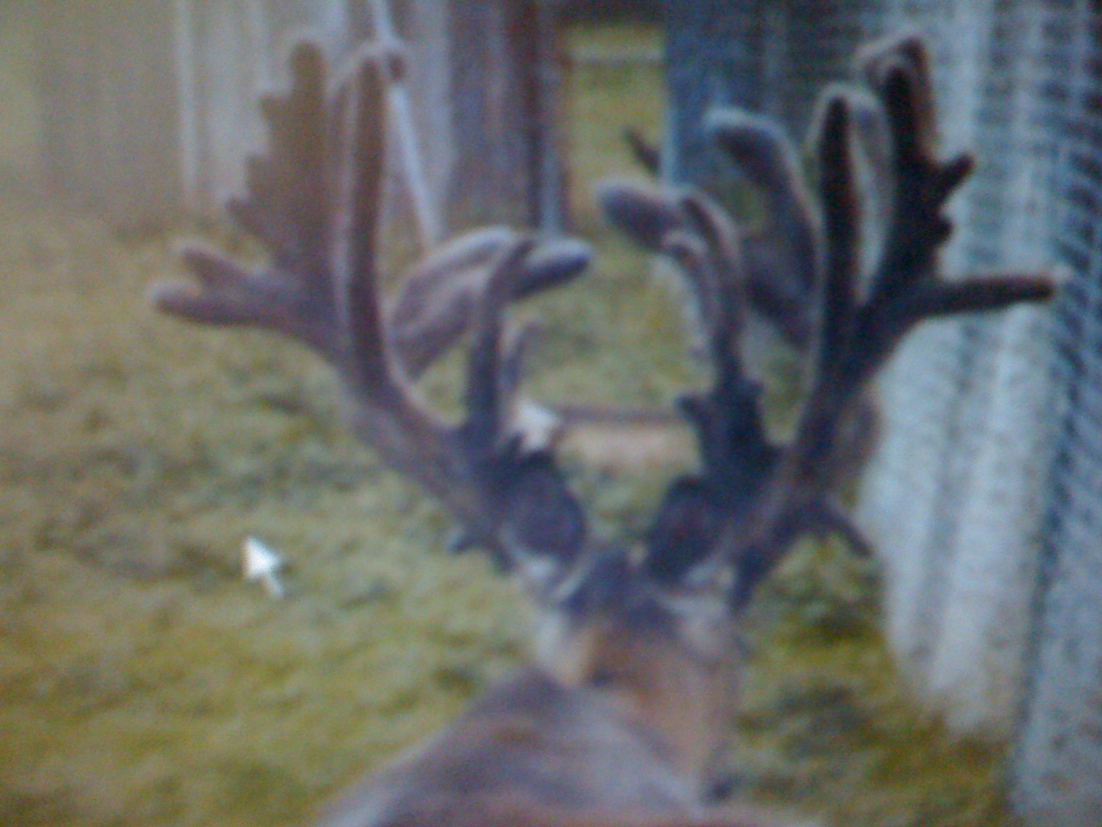 Displaying Image For Monster Whitetail Deer Buck Wallpaper