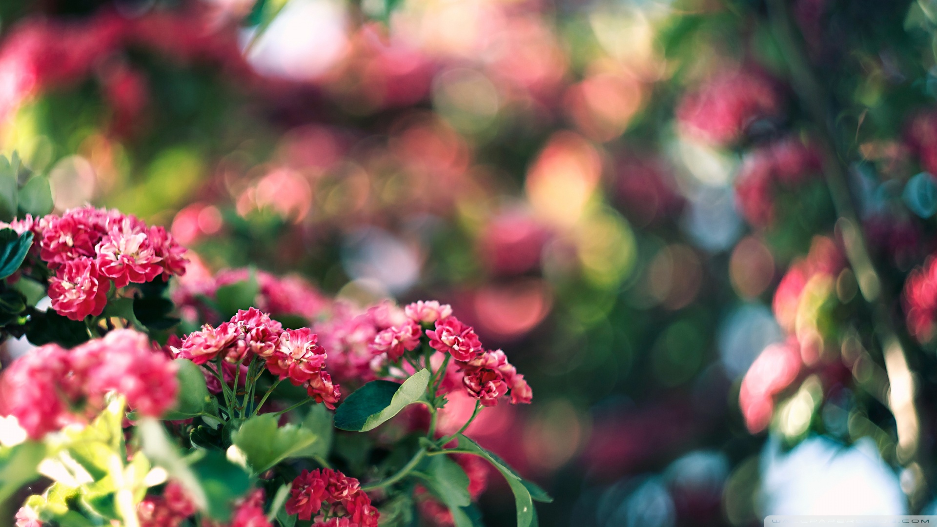 Pink Blossom And Green Bokeh Wallpaper