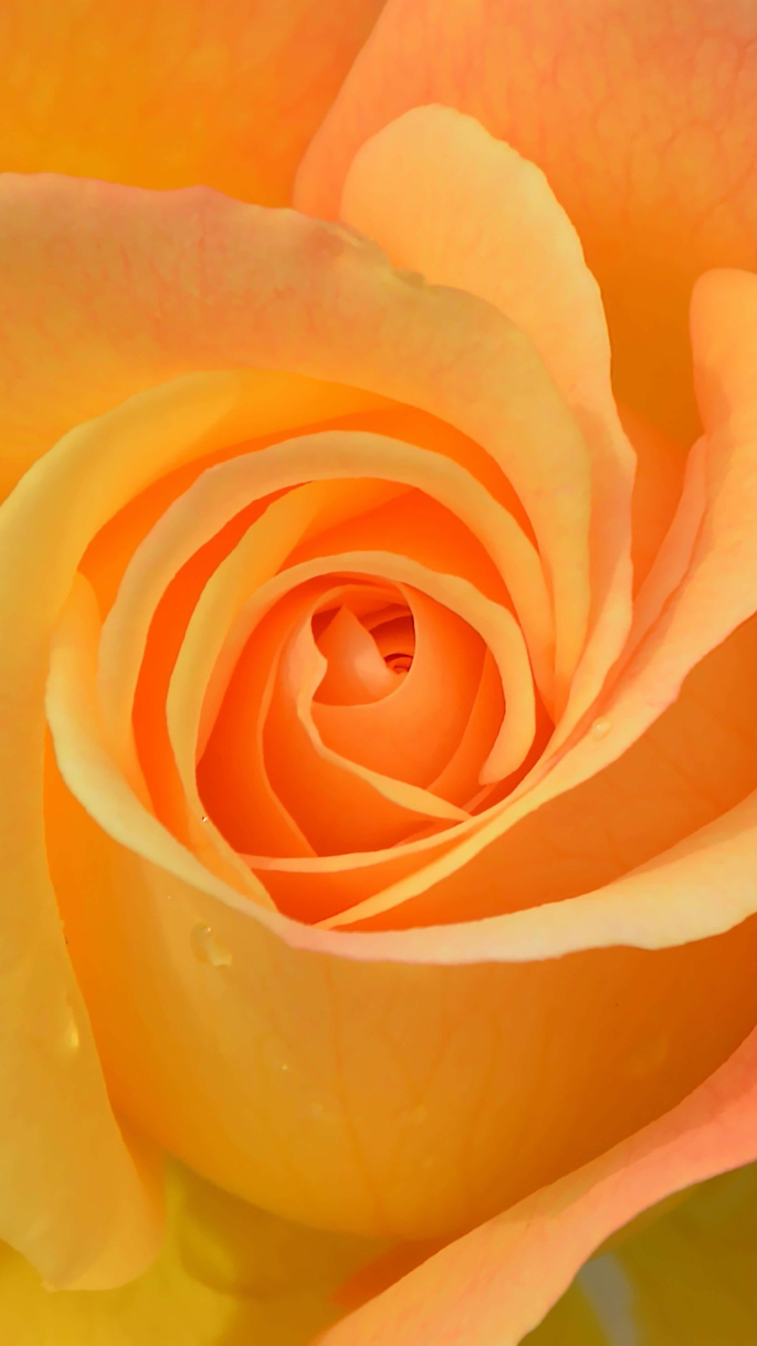 orange rose flower wallpaper