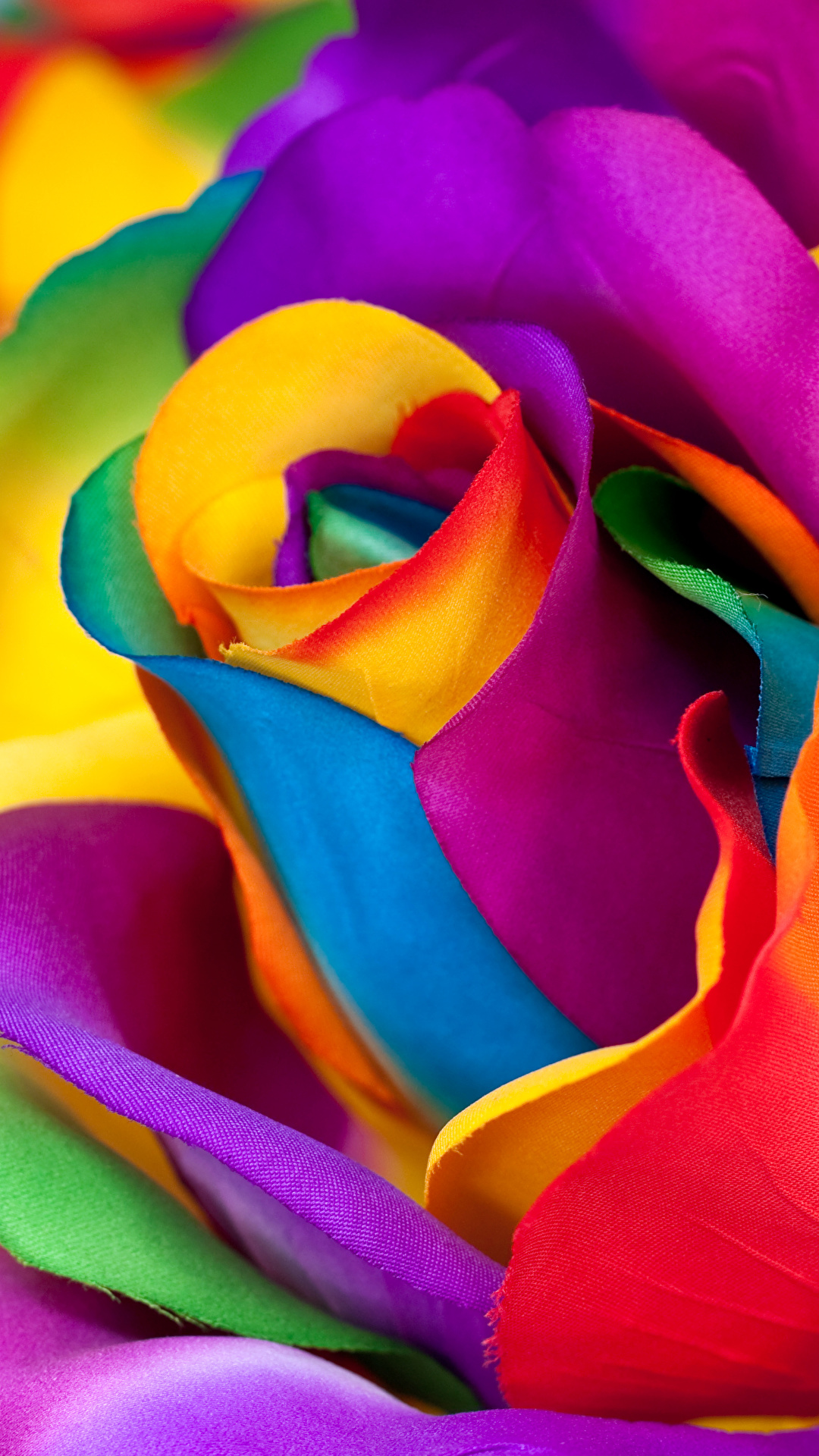 Image Multicolor Rose Macro Flower Closeup