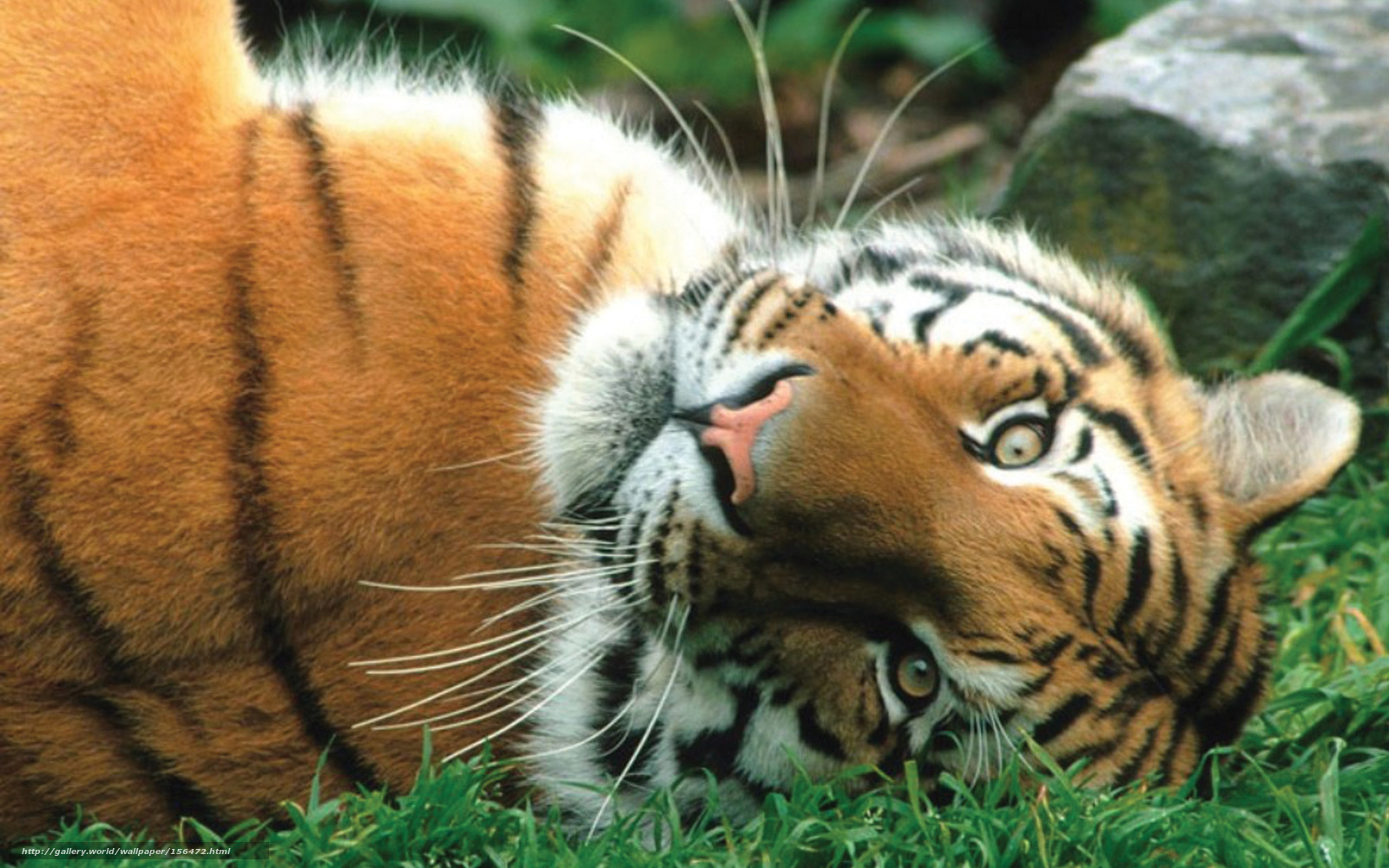 Wallpaper Tiger Big Cat Desktop In The