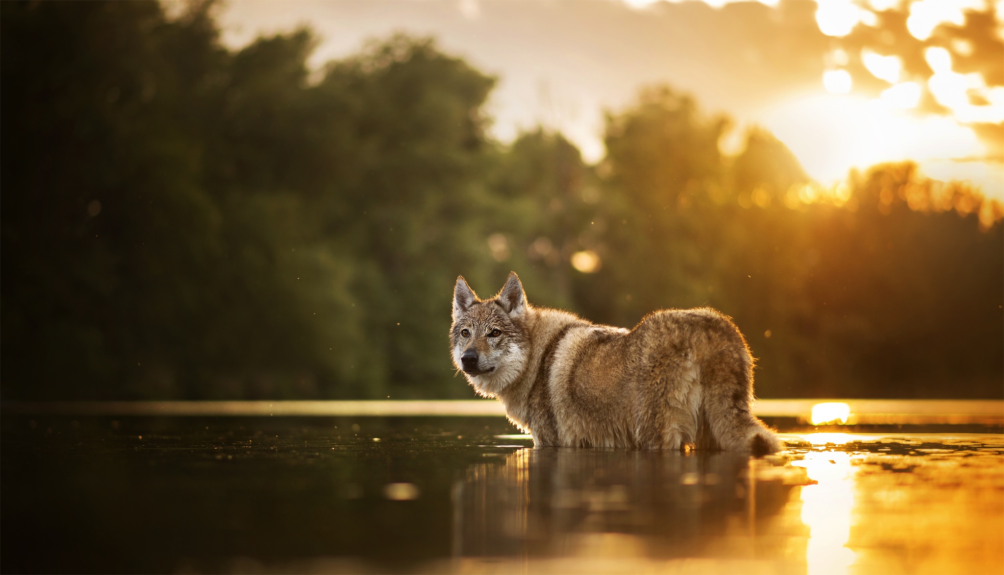 Wolfdog HD Wallpaper And Background
