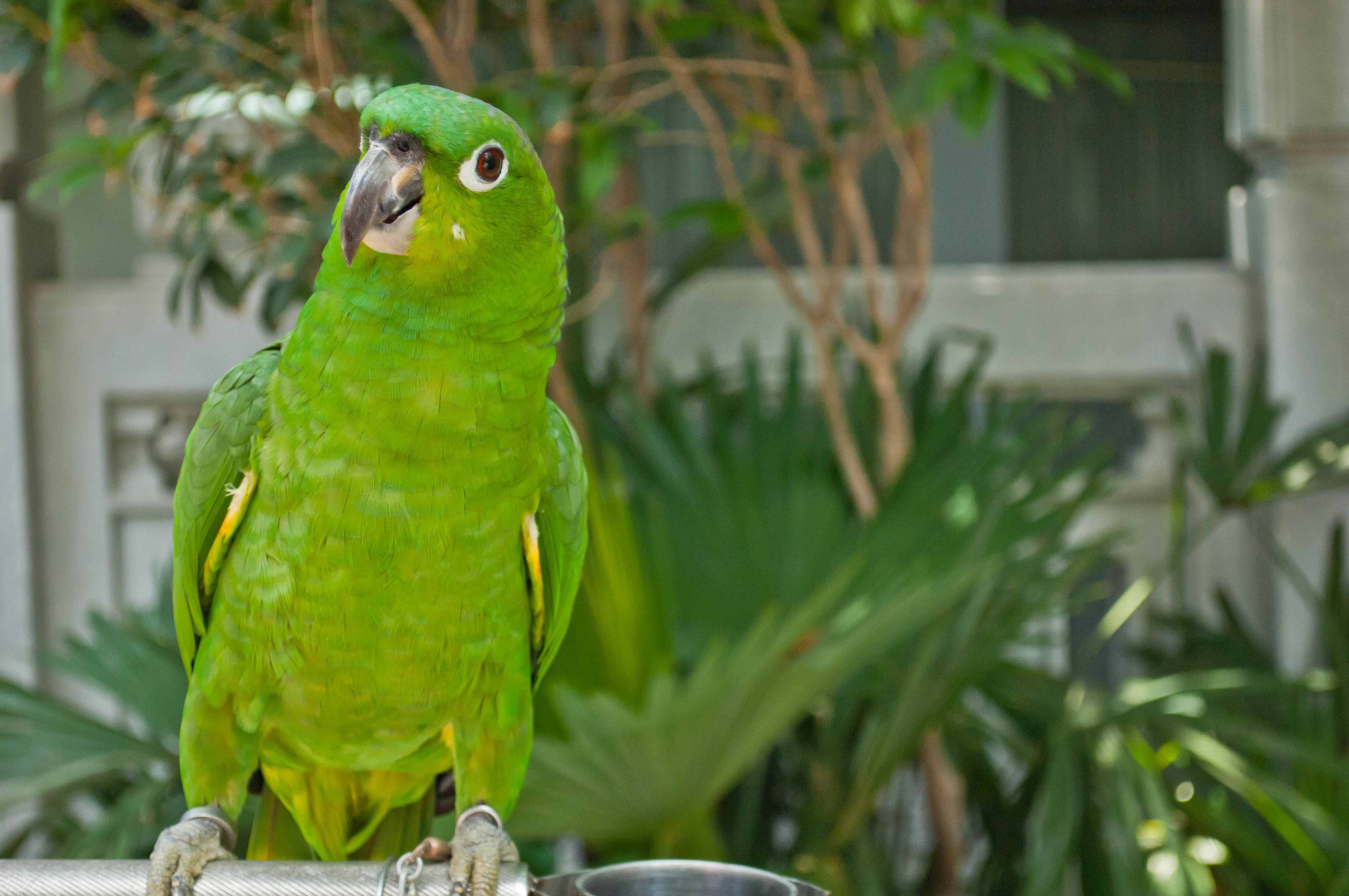Green Parrot HD Wallpaper New