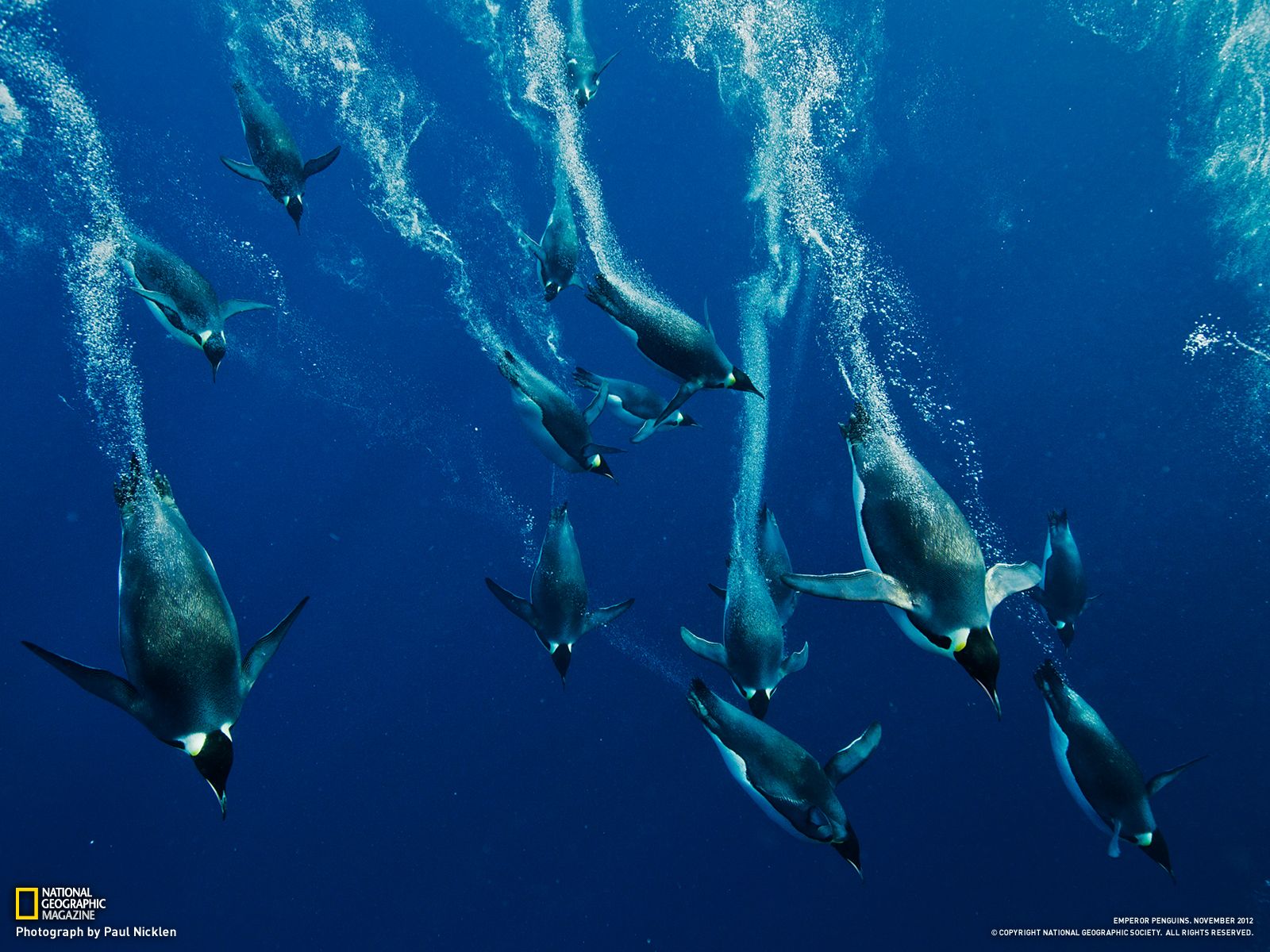 Photo Of The Day Blue Oblivion Penguin Pictures Emperor