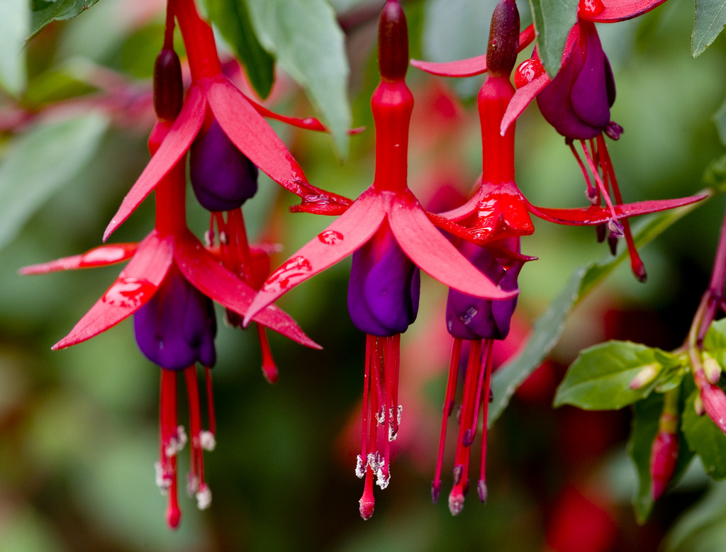 Fuschia Flower Pictures All Wallpaper New