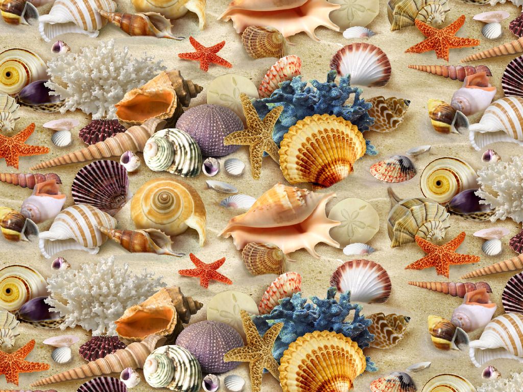 Sea Shells Wallpaper HD Desktop Photography Beach
