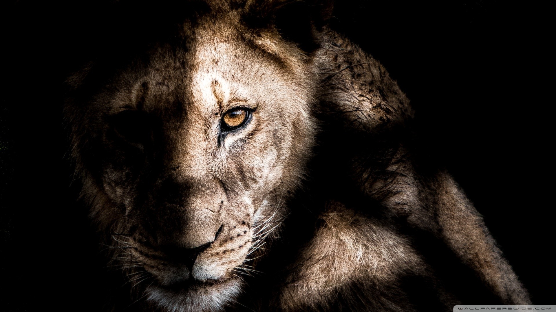 African Animals Wallpaper