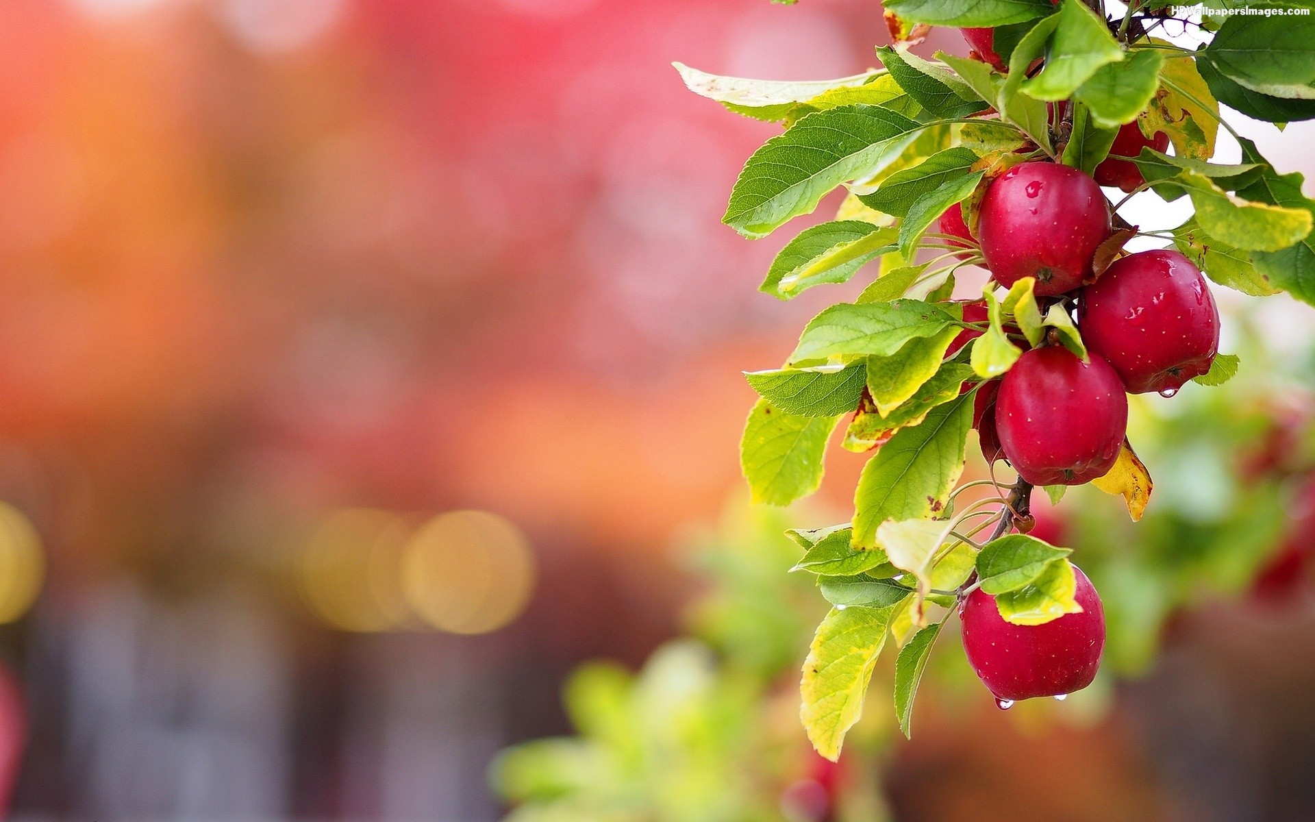 Image Wallpaper Of Apple Tree In HD Quality B Scb