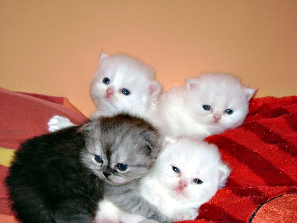 Spot The Odd One Out Cats Kittens Cute Animals