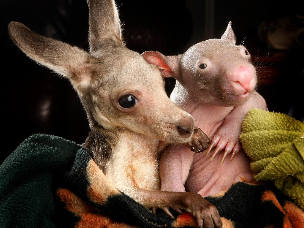 Baby Kangaroo And Wombat Jpg