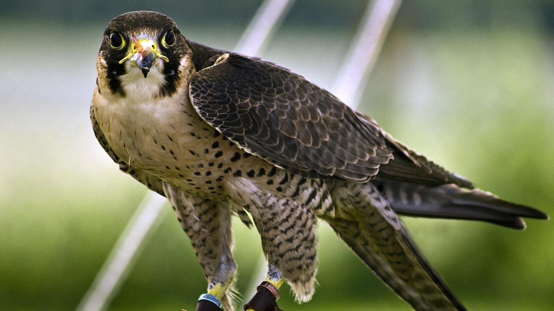 Peregrine Falcon High Quality And Resolution Wallpaper