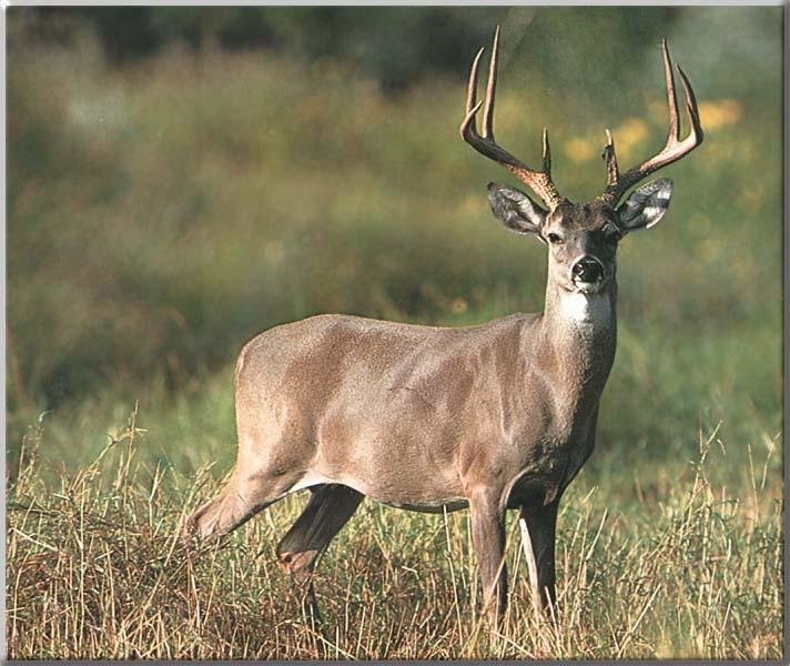 Whitetail Deer Screensavers