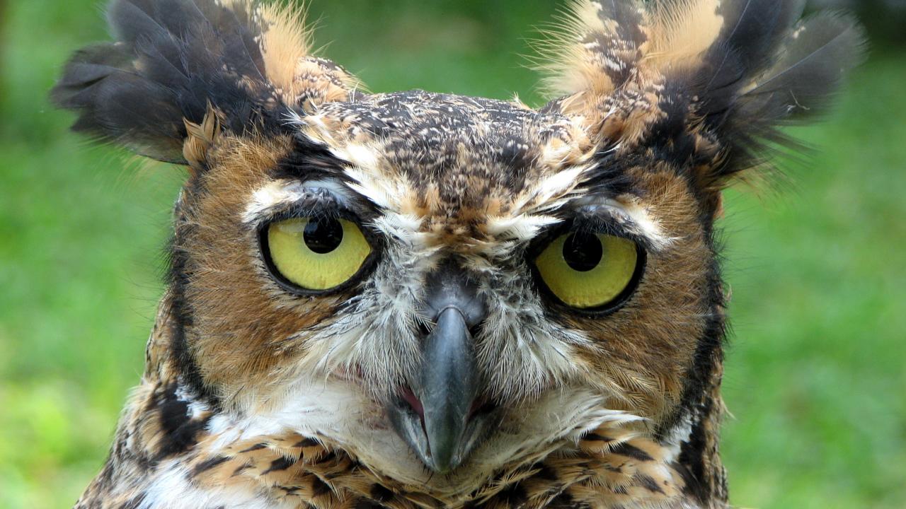 Owls HD