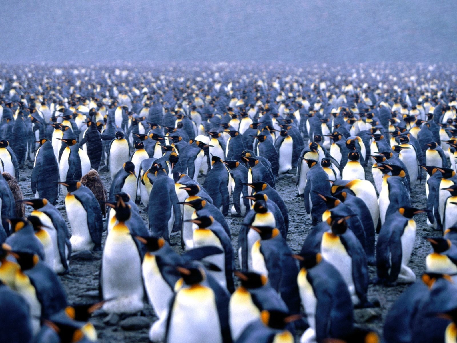 247 Penguin HD Wallpapers Background Images