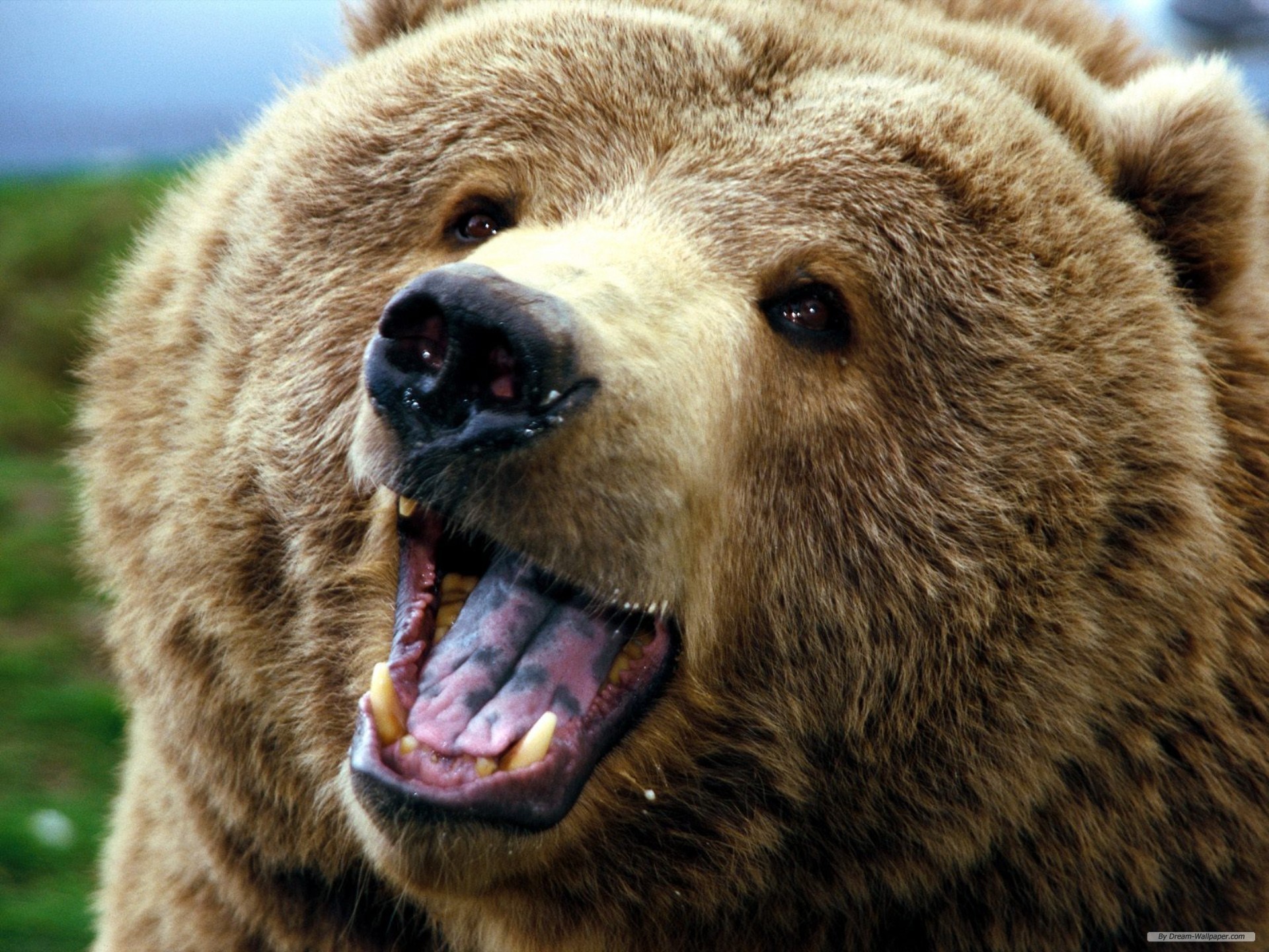 Wallpaper Animal Bear