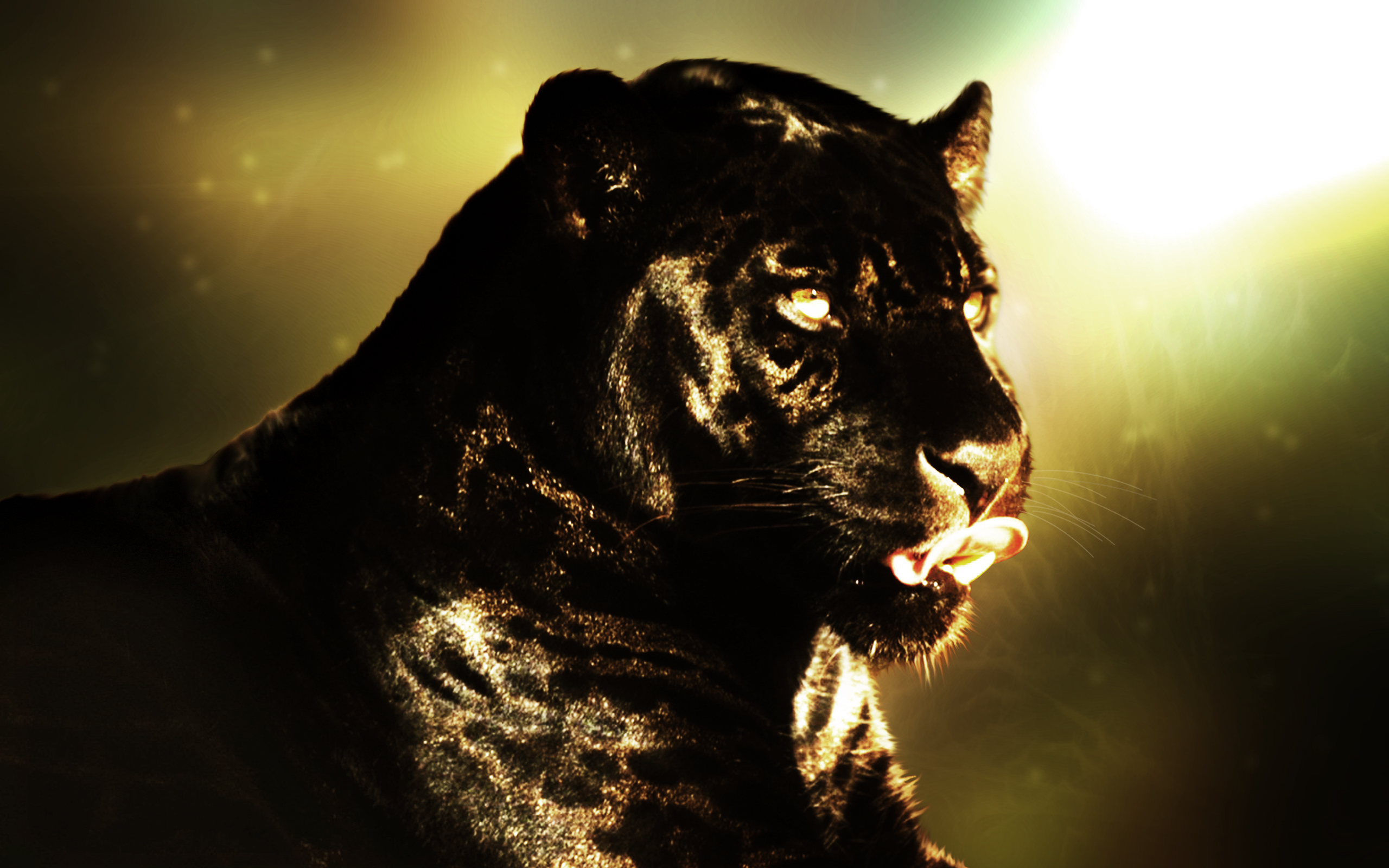 Animal   Black Panther Wallpaper 2560x1600