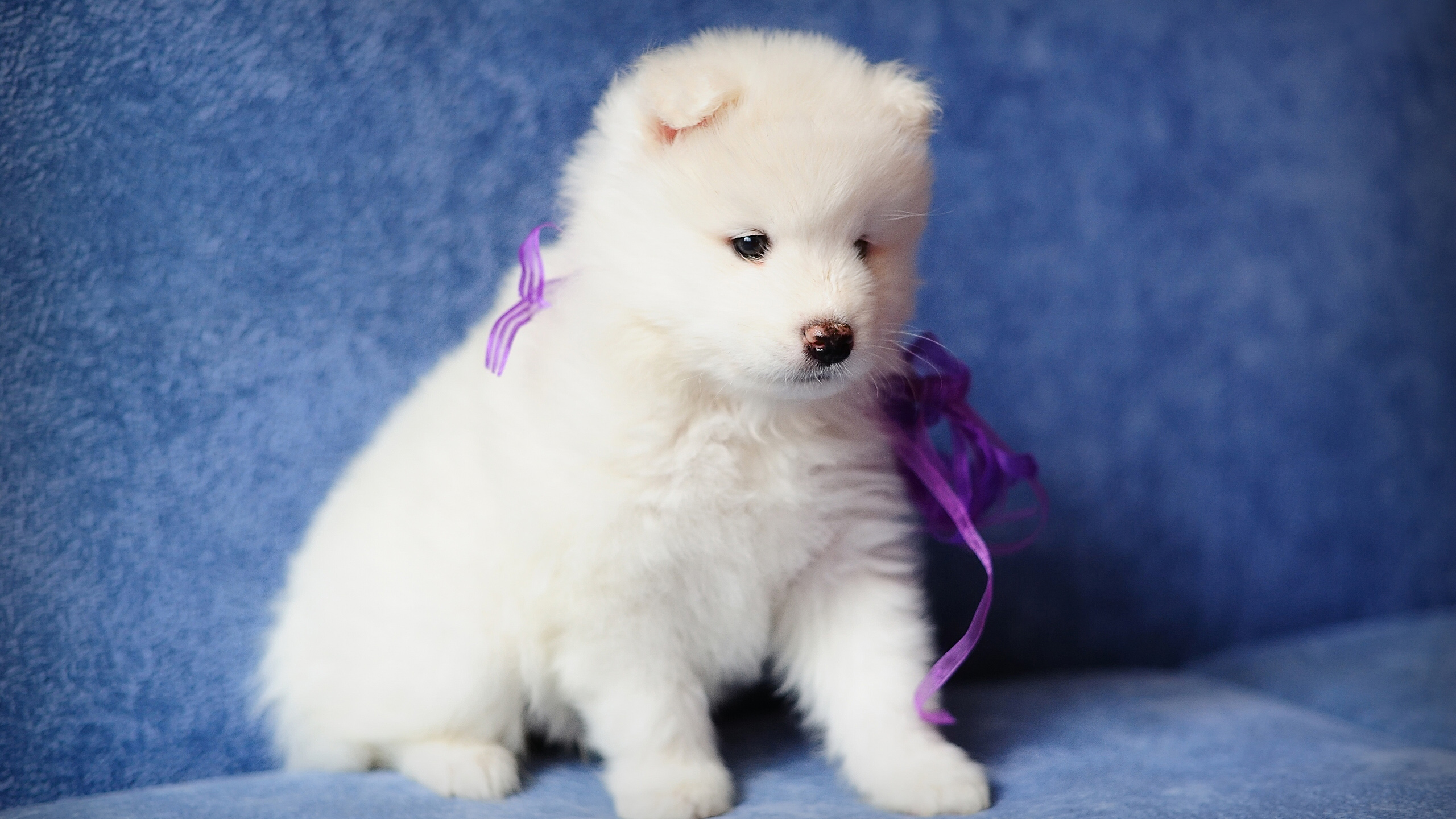 Cute White Puppy Is Sitting On Blue Couch With Purple Ribbon