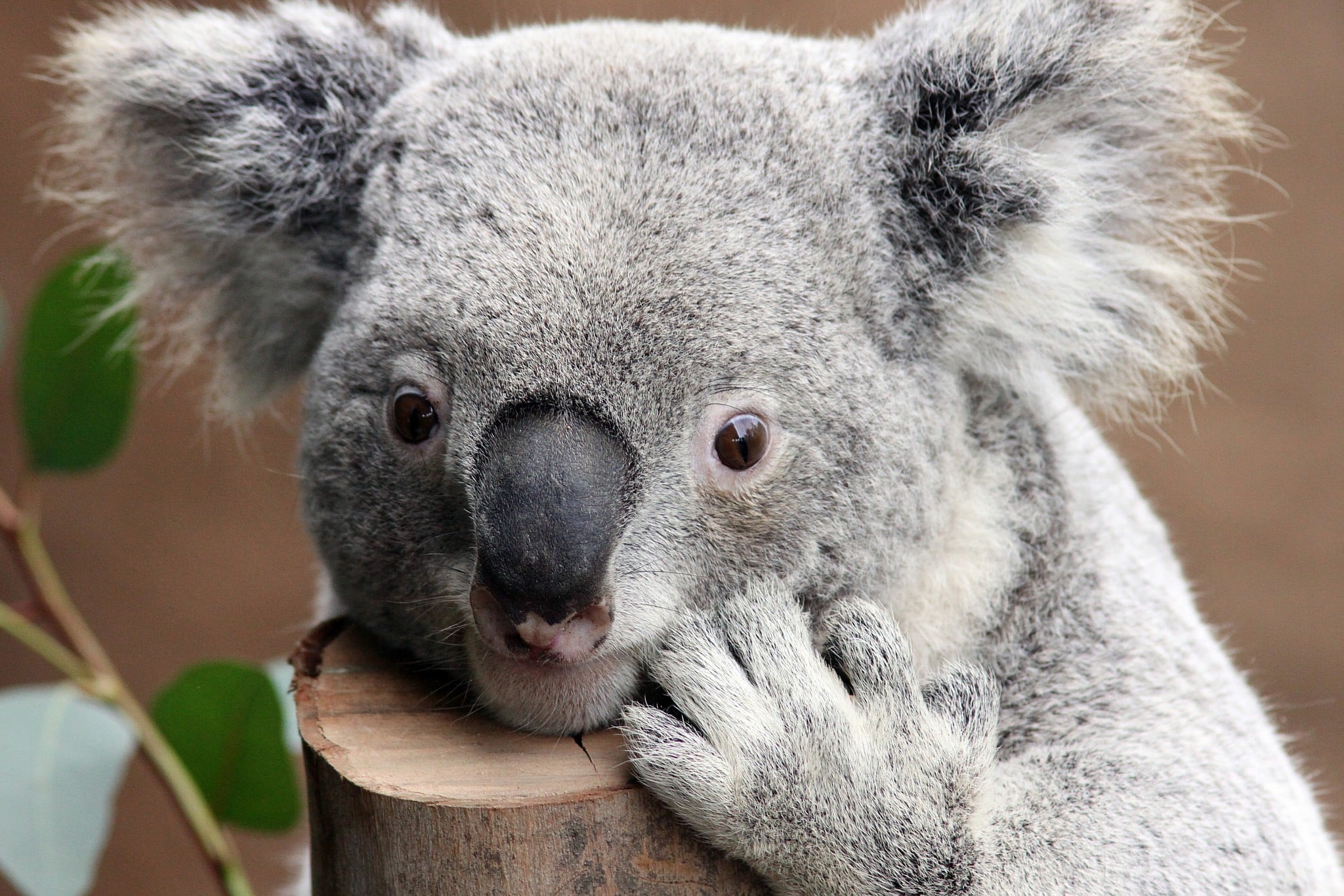43896 Koala Bear Images Stock Photos  Vectors  Shutterstock