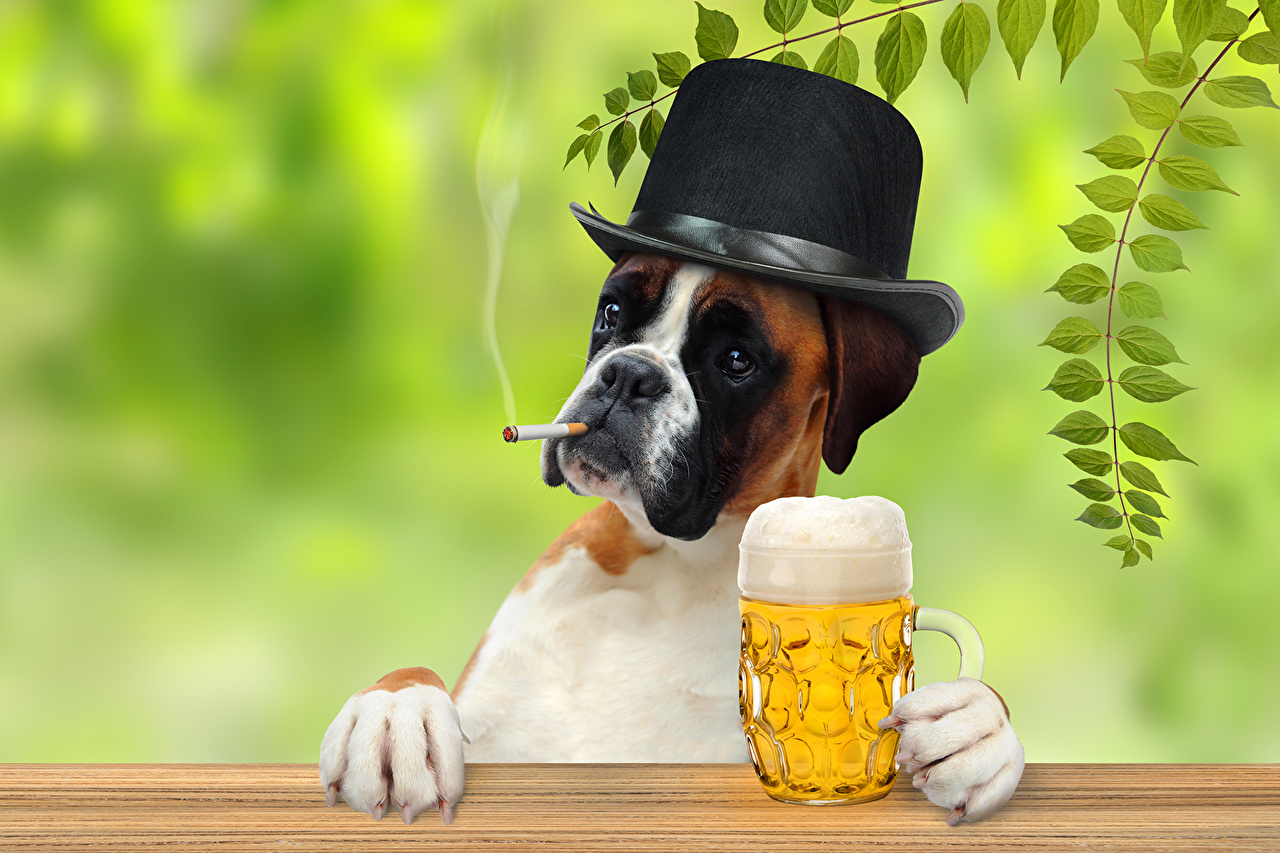 Pictures Boxer Dogs Hat Beer Mug Stemware Animals