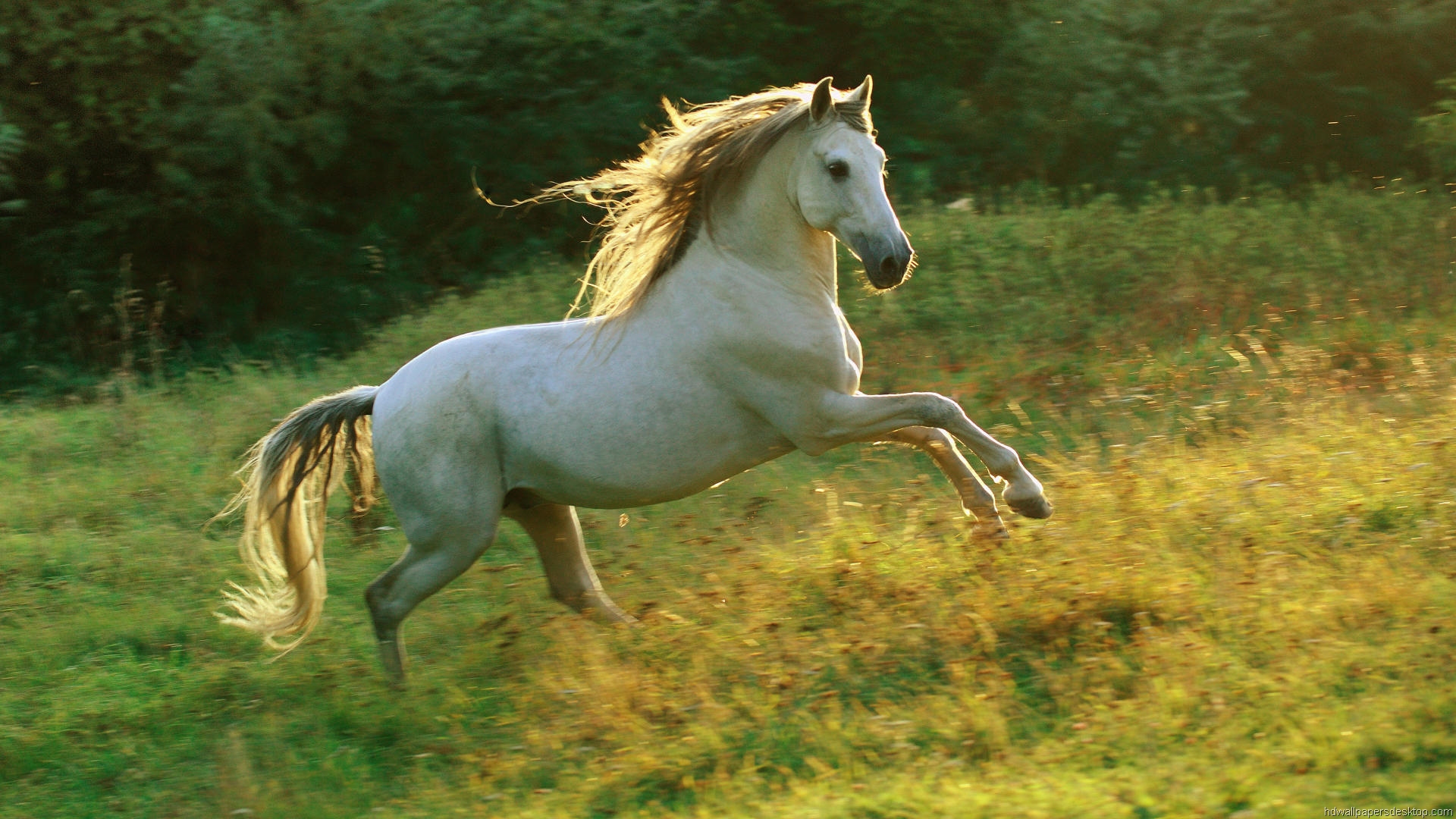 White Running Horse HD wallpaper Unique HD Wallpapers 1920x1080