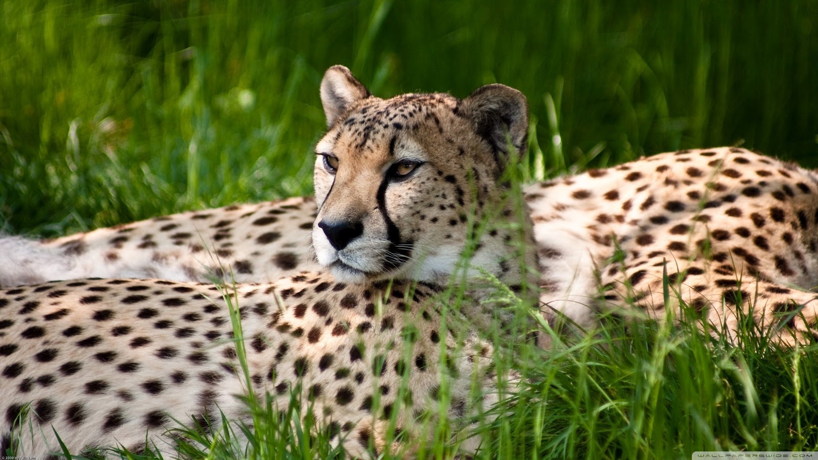 Cheetah Wallpaper Full HD High Definition Pictures For