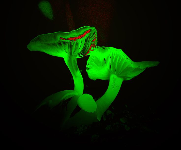 Neon Mushroom Wallpaper Bright Green