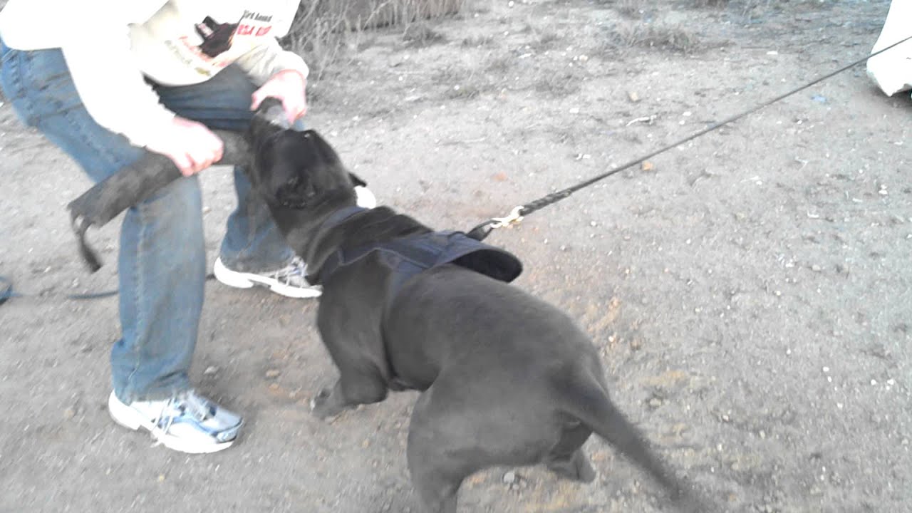 Taylor Made Working Dogs Apbt Shaq First Day Of Bite