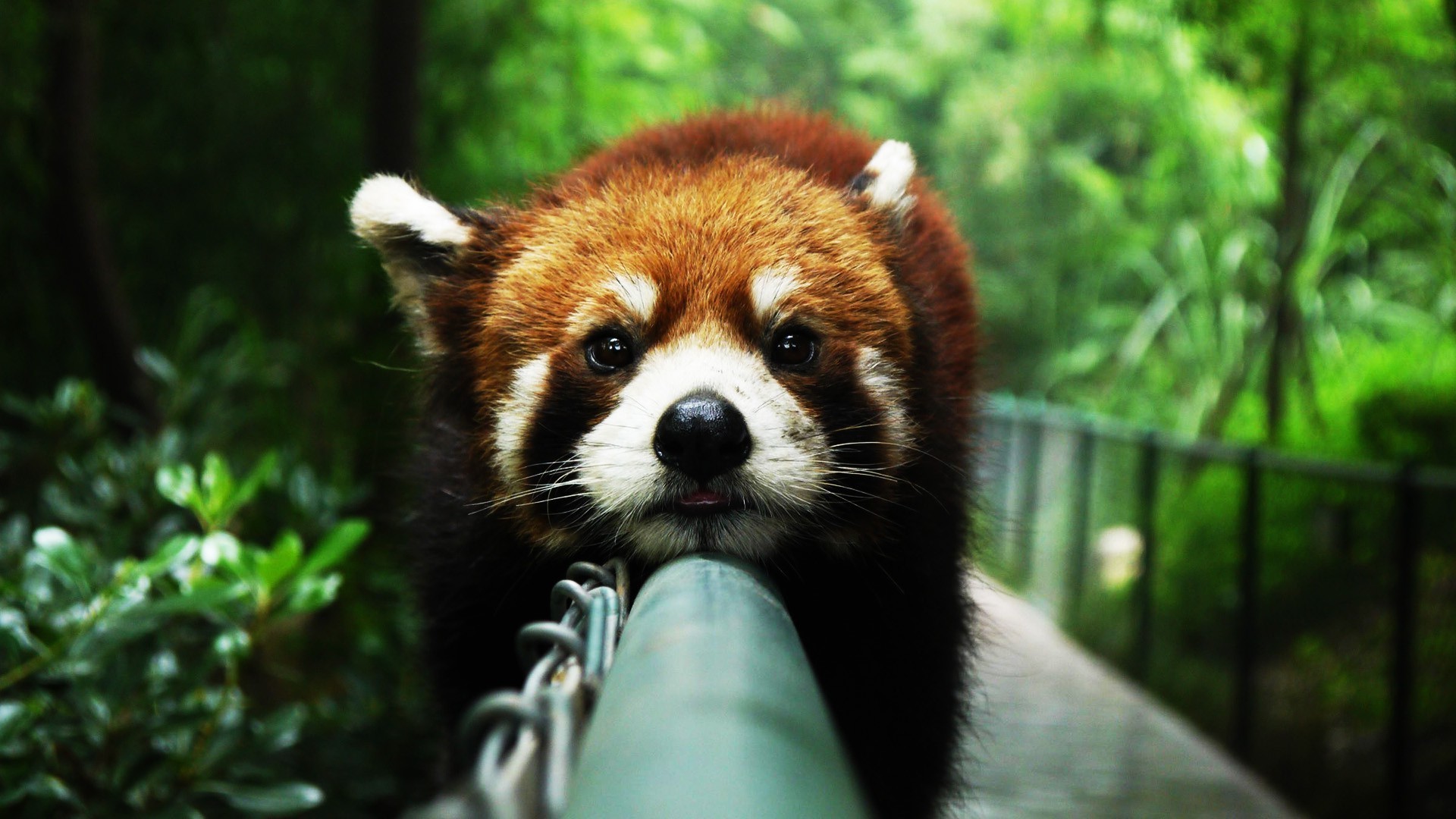 Red Panda Animal Animals HDw Eweb4