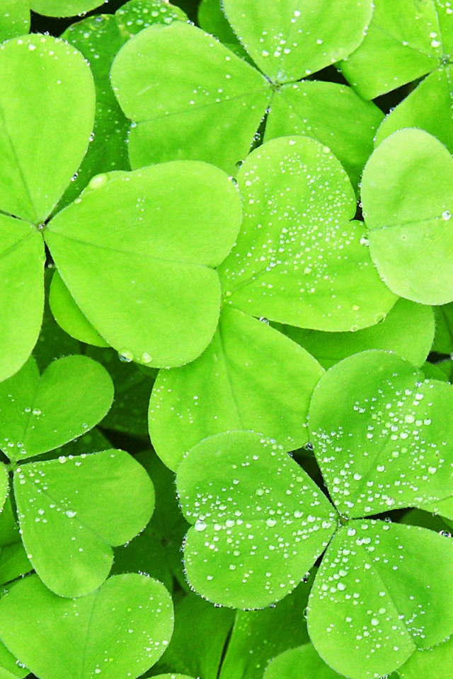 Lots Of Clover Leaf iPhone Wallpaper