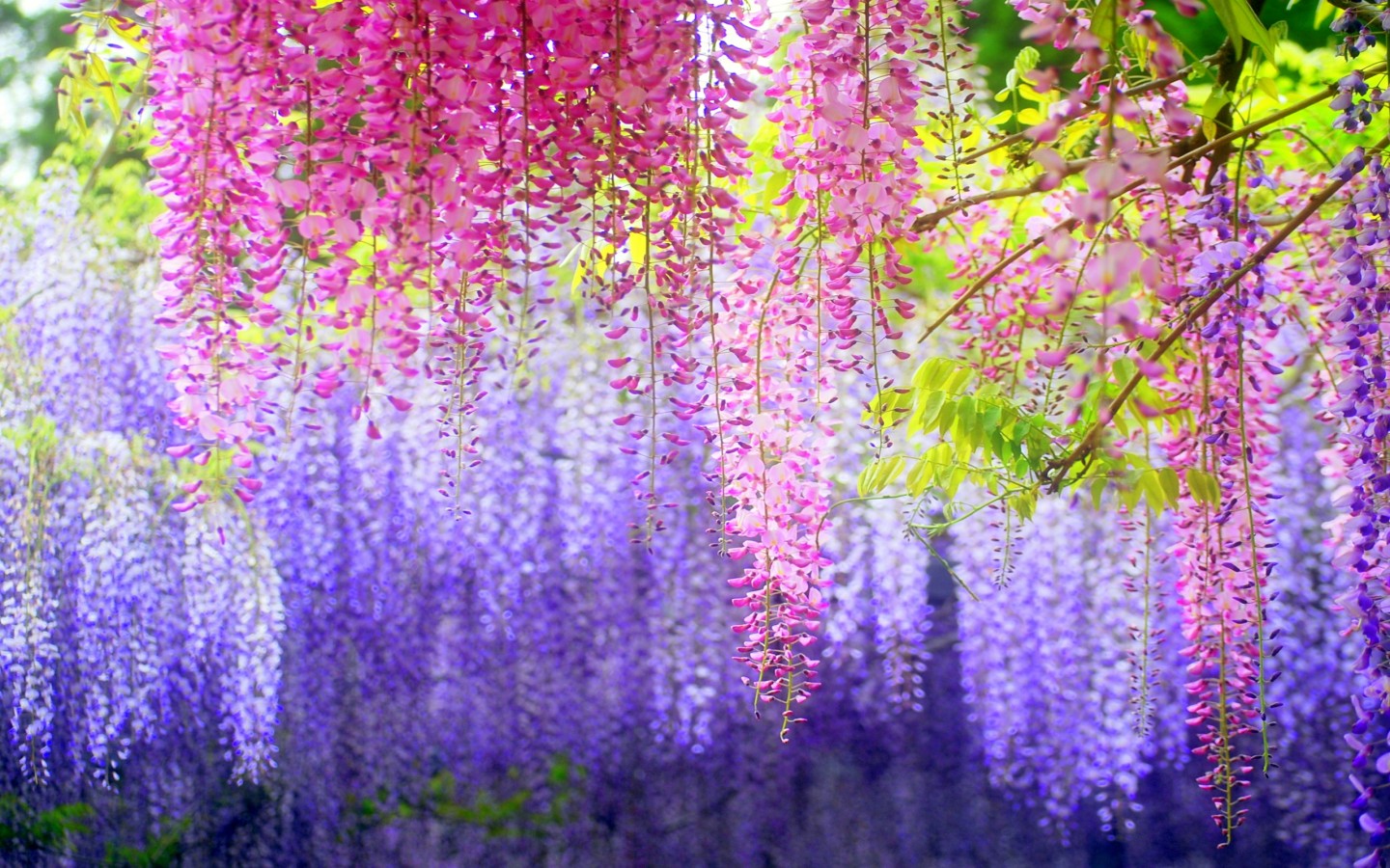 The Beauty Of Wisteria HD Wallpaper