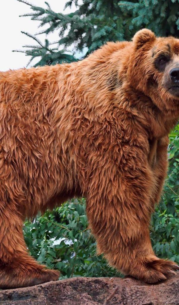 Kodiak Bear Wallpaper