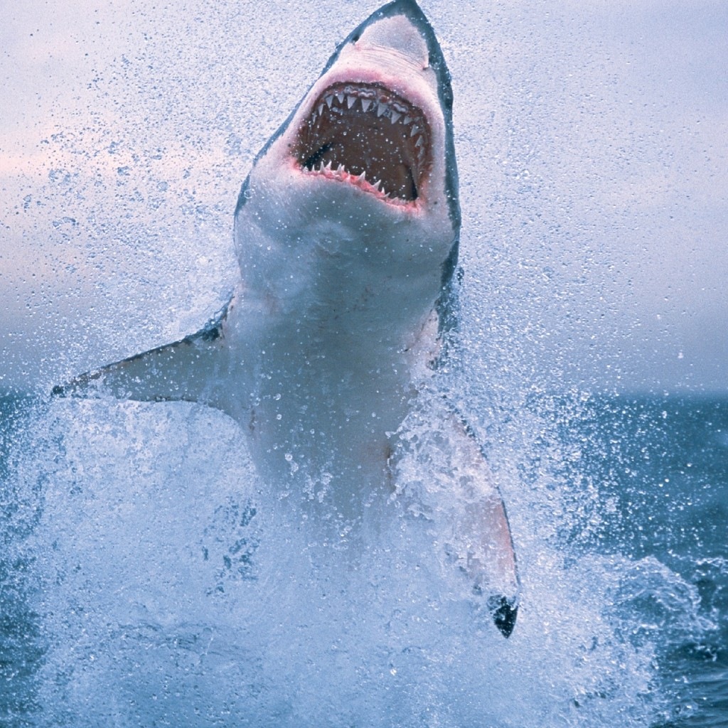 Great White Shark iPad HD Wallpaper Mini Background Photo