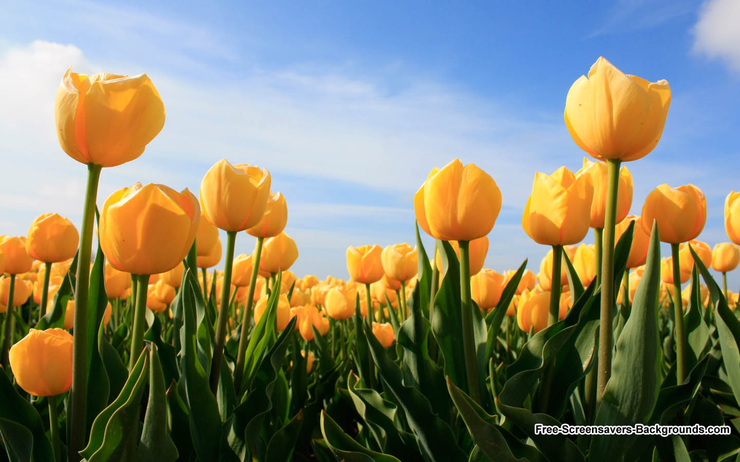Beautiful Tulip Flowers Background From Holland