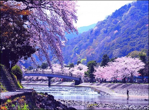 Japanese Spring Nature Wallpaper